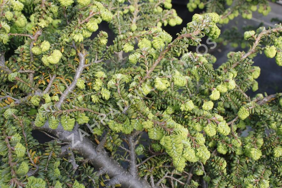 Jedlovec kanadský 'Verkade's Recurved' - Tsuga canadensis 'Verkade's Recurved'