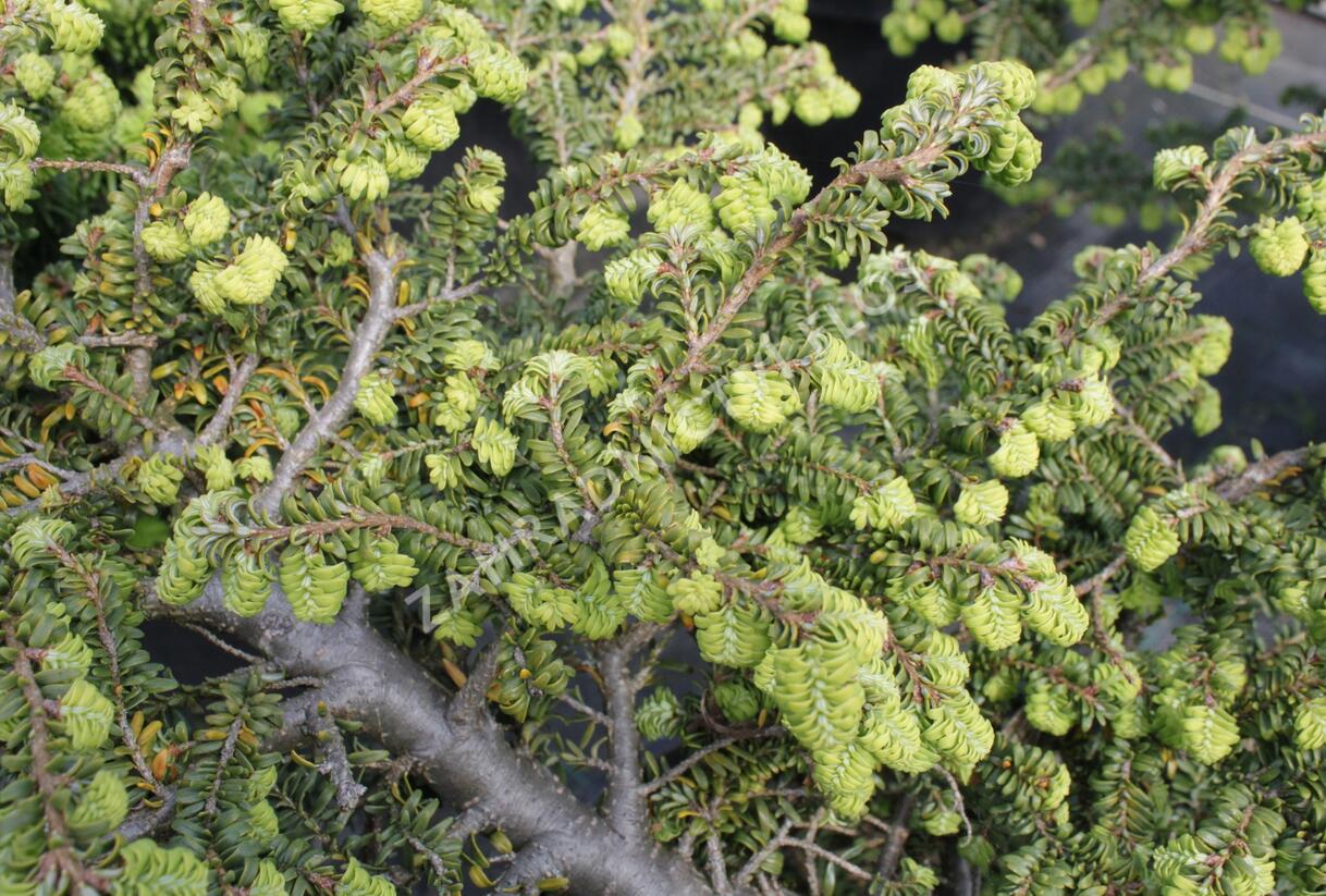 Jedlovec kanadský 'Verkade's Recurved' - Tsuga canadensis 'Verkade's Recurved'