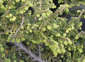 Jedlovec kanadský 'Verkade's Recurved' - Tsuga canadensis 'Verkade's Recurved'