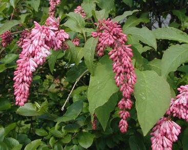 Šeřík přepadavý