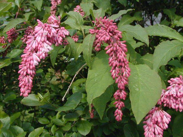 Šeřík přepadavý - Syringa reflexa