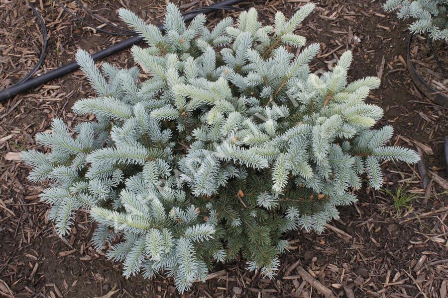 Smrk pichlavý 'Carpaten' - Picea pungens 'Carpaten'