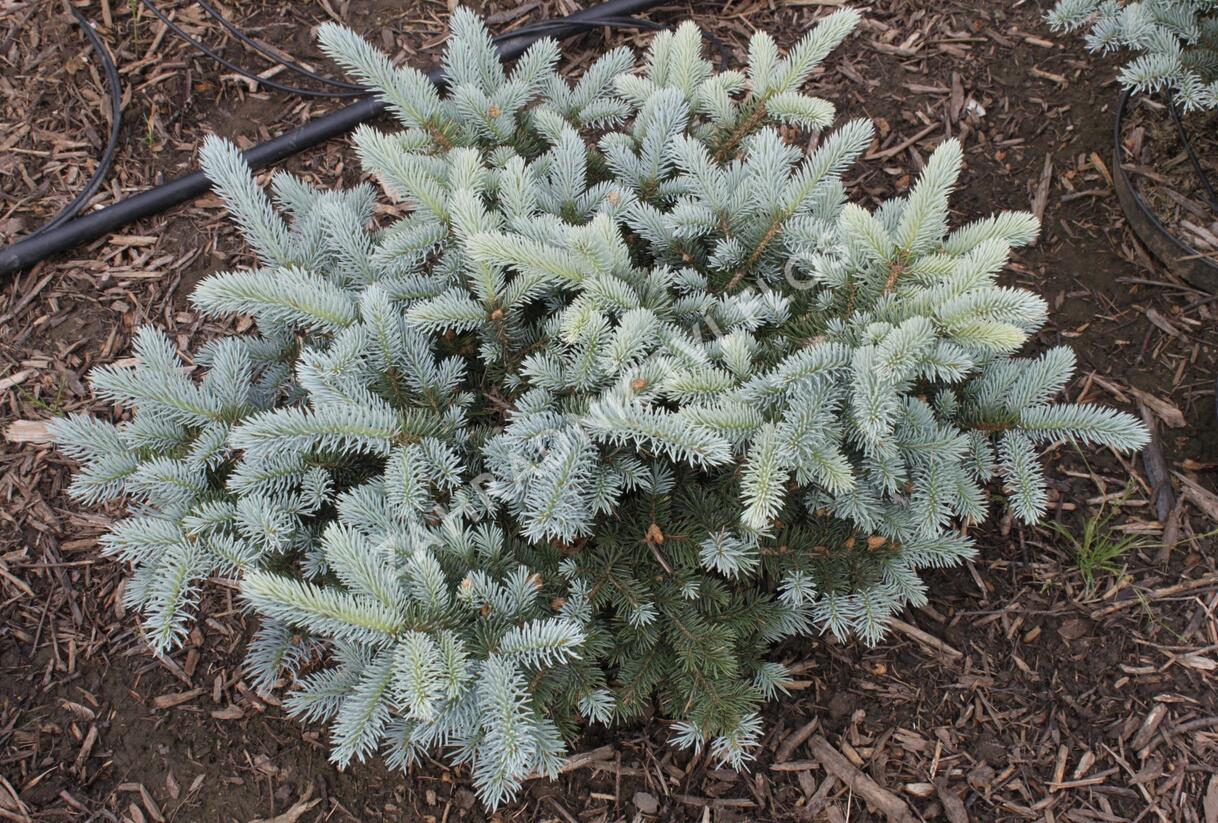 Smrk pichlavý 'Carpaten' - Picea pungens 'Carpaten'