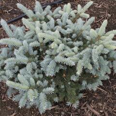 Smrk pichlavý 'Carpaten' - Picea pungens 'Carpaten'