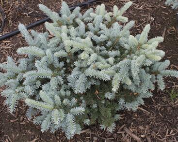 Smrk pichlavý 'Carpaten'