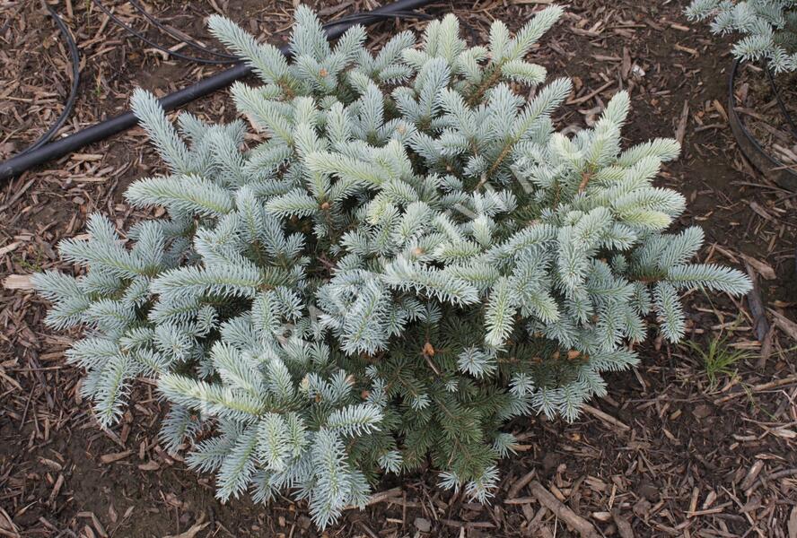 Smrk pichlavý 'Carpaten' - Picea pungens 'Carpaten'