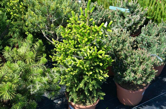 Smrk východní 'Gracilis' - Picea orientalis 'Gracilis'