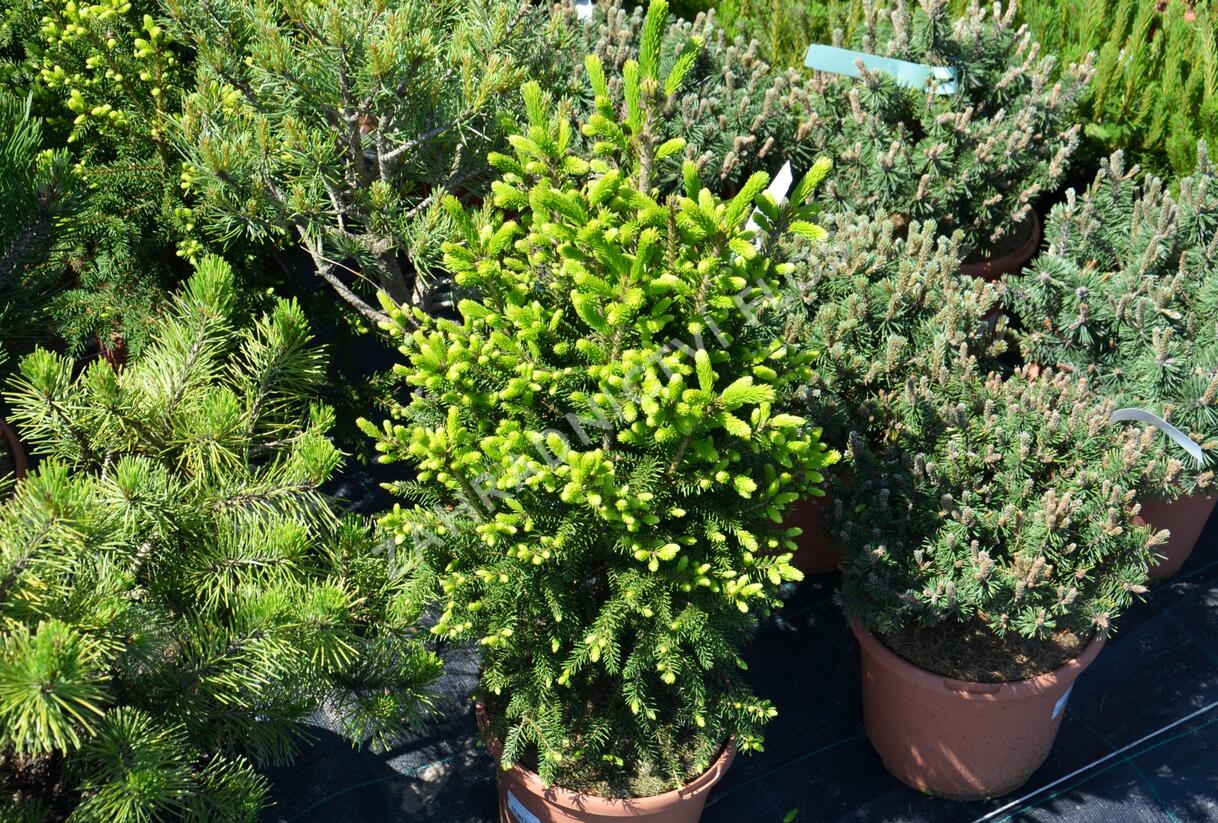 Smrk východní 'Gracilis' - Picea orientalis 'Gracilis'