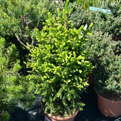 Smrk východní 'Gracilis' - Picea orientalis 'Gracilis'