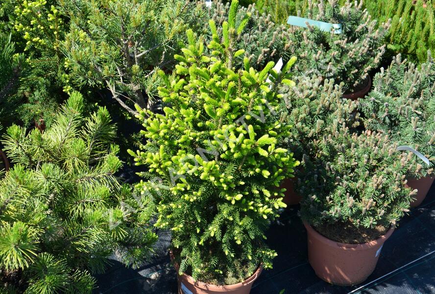 Smrk východní 'Gracilis' - Picea orientalis 'Gracilis'