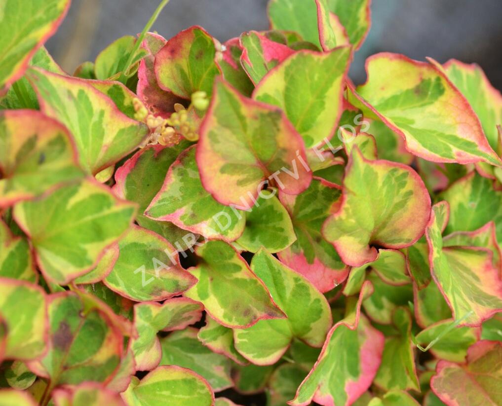Touleň srdčitá 'Chameleon' - Houttuynia cordata 'Chameleon'