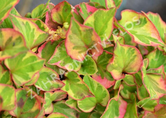 Touleň srdčitá 'Chameleon' - Houttuynia cordata 'Chameleon'
