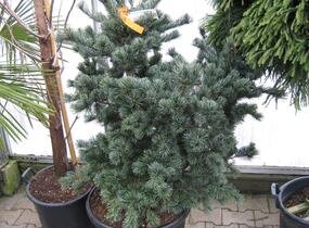 Borovice malokvětá 'Negishi' - Pinus parviflora 'Negishi'
