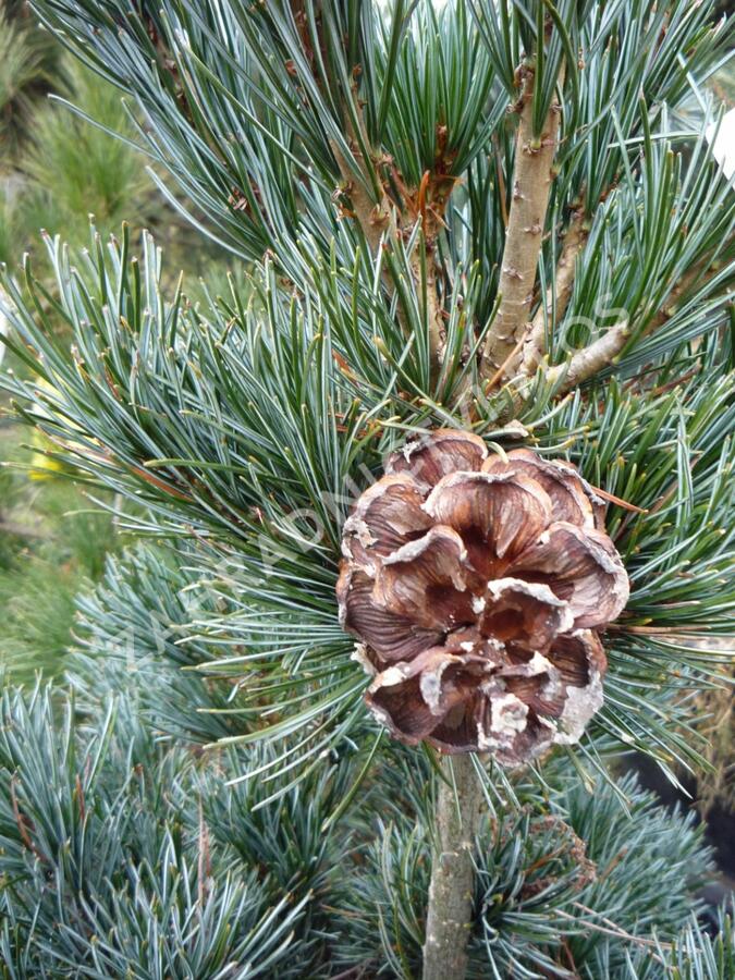 Borovice malokvětá 'Negishi' - Pinus parviflora 'Negishi'
