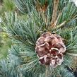 Borovice malokvětá 'Negishi' - Pinus parviflora 'Negishi'