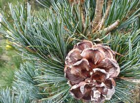 Borovice malokvětá 'Negishi' - Pinus parviflora 'Negishi'