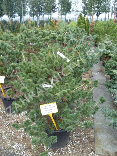 Borovice malokvětá 'Negishi' - Pinus parviflora 'Negishi'