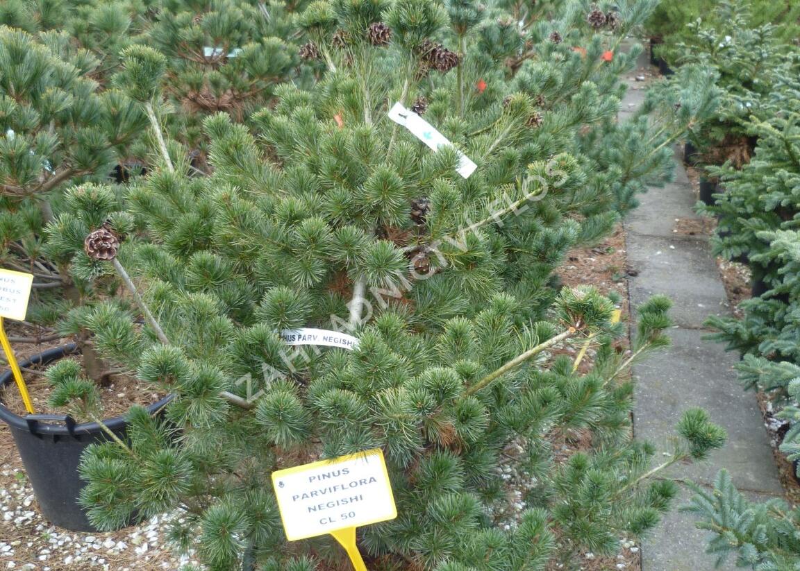 Borovice malokvětá 'Negishi' - Pinus parviflora 'Negishi'