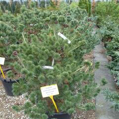 Borovice malokvětá 'Negishi' - Pinus parviflora 'Negishi'