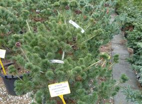 Borovice malokvětá 'Negishi' - Pinus parviflora 'Negishi'