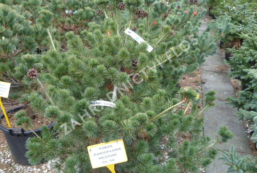 Borovice malokvětá 'Negishi' - Pinus parviflora 'Negishi'