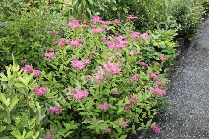 Tavolník japonský - Spiraea japonica