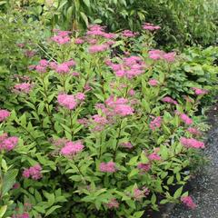 Tavolník japonský - Spiraea japonica