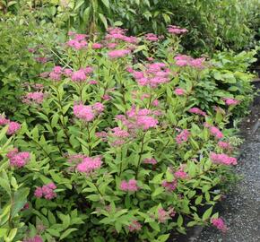 Tavolník japonský - Spiraea japonica