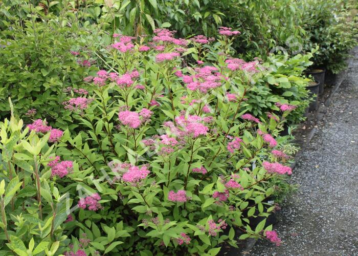 Tavolník japonský - Spiraea japonica