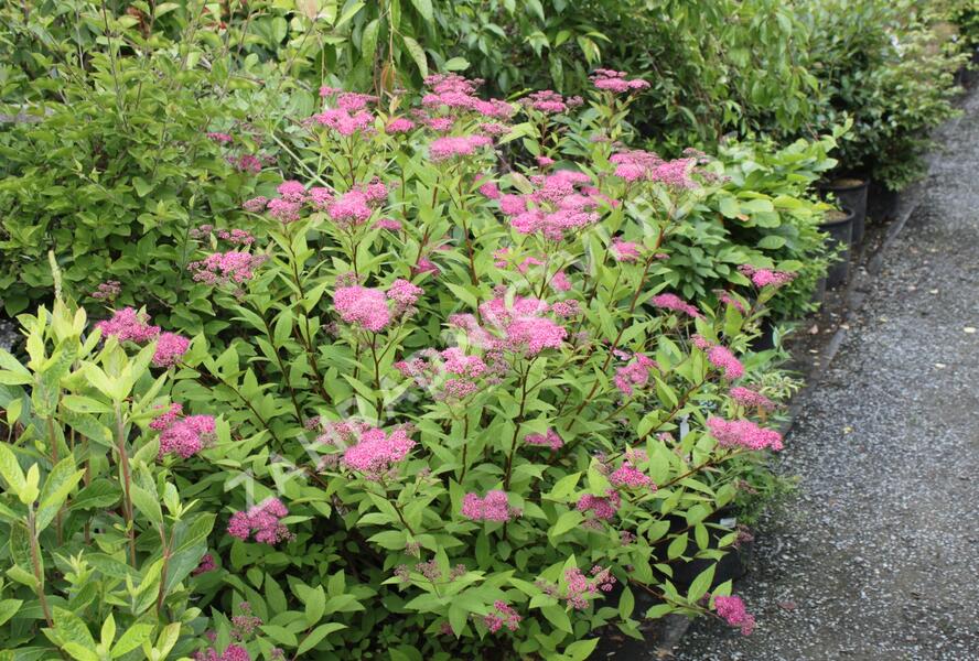 Tavolník japonský - Spiraea japonica