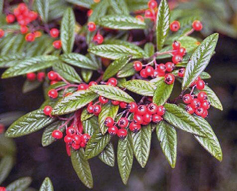 Skalník vrbolistý - Cotoneaster salicifolius