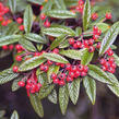 Skalník vrbolistý - Cotoneaster salicifolius