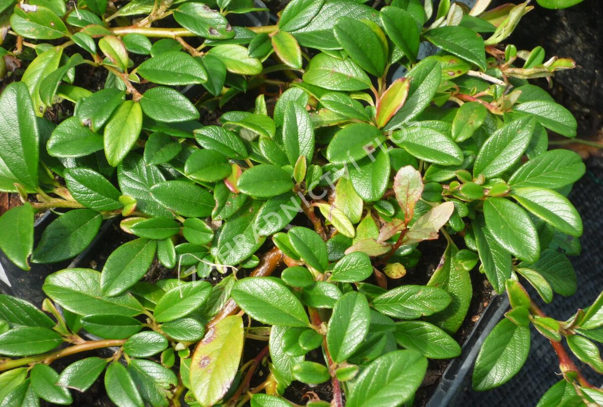 Skalník vrbolistý - Cotoneaster salicifolius