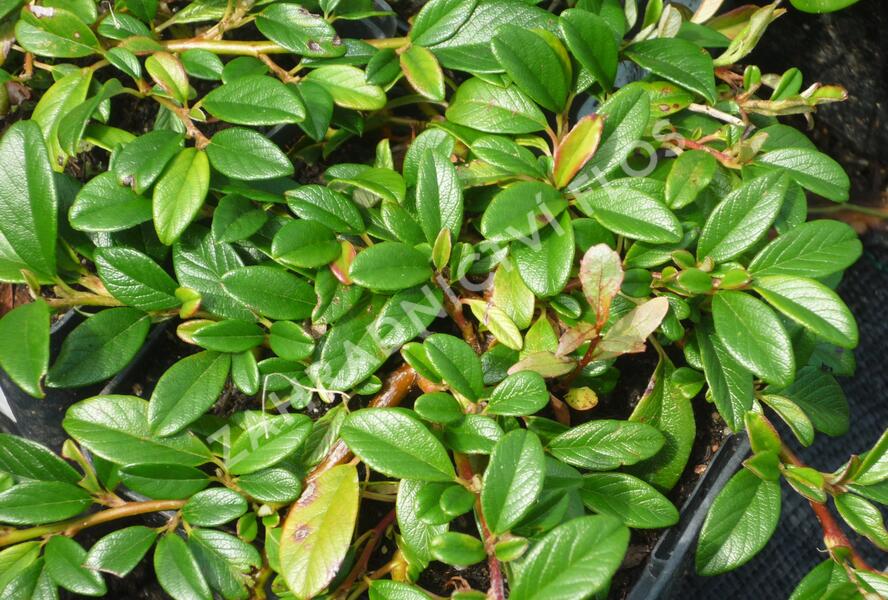 Skalník vrbolistý - Cotoneaster salicifolius