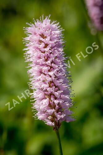 Rdesno hadí kořen - Bistorta officinalis