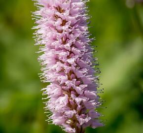 Rdesno hadí kořen - Bistorta officinalis