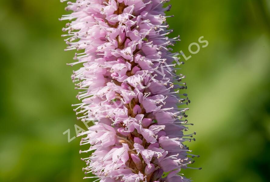 Rdesno hadí kořen - Bistorta officinalis