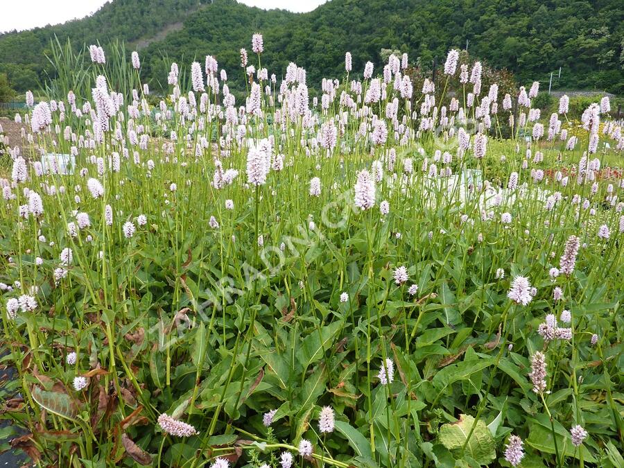 Rdesno hadí kořen - Bistorta officinalis