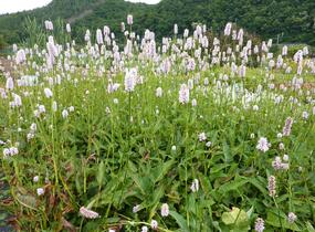 Rdesno hadí kořen - Bistorta officinalis