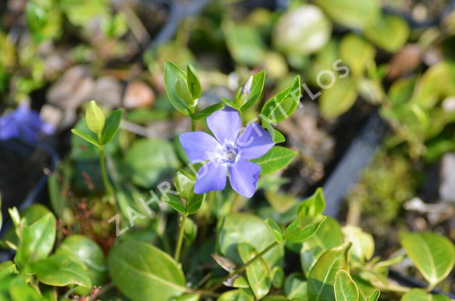 Barvínek menší 'Bowles Cunningham' - Vinca minor 'Bowles Cunningham'