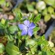 Barvínek menší 'Bowles Cunningham' - Vinca minor 'Bowles Cunningham'