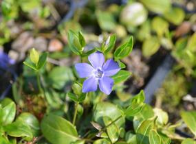 Barvínek menší 'Bowles Cunningham' - Vinca minor 'Bowles Cunningham'