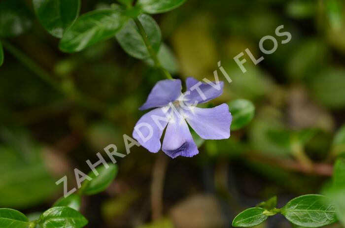 Barvínek menší 'Bowles Cunningham' - Vinca minor 'Bowles Cunningham'