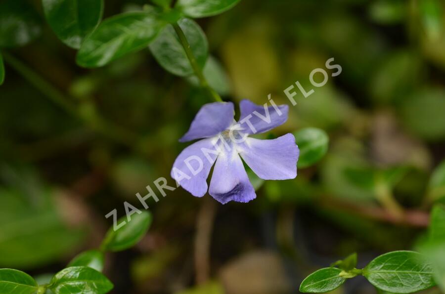 Barvínek menší 'Bowles Cunningham' - Vinca minor 'Bowles Cunningham'