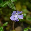 Barvínek menší 'Bowles Cunningham' - Vinca minor 'Bowles Cunningham'