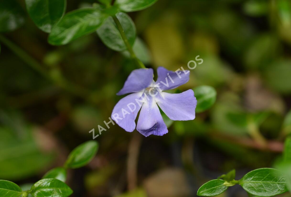 Barvínek menší 'Bowles Cunningham' - Vinca minor 'Bowles Cunningham'