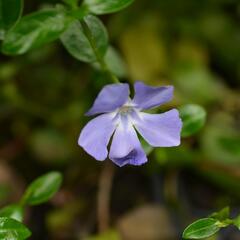 Barvínek menší 'Bowles Cunningham' - Vinca minor 'Bowles Cunningham'