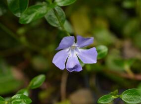 Barvínek menší 'Bowles Cunningham' - Vinca minor 'Bowles Cunningham'