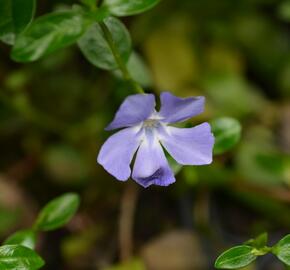 Barvínek menší 'Bowles Cunningham' - Vinca minor 'Bowles Cunningham'