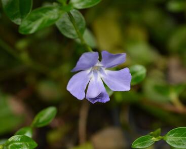 Barvínek menší 'Bowles Cunningham'